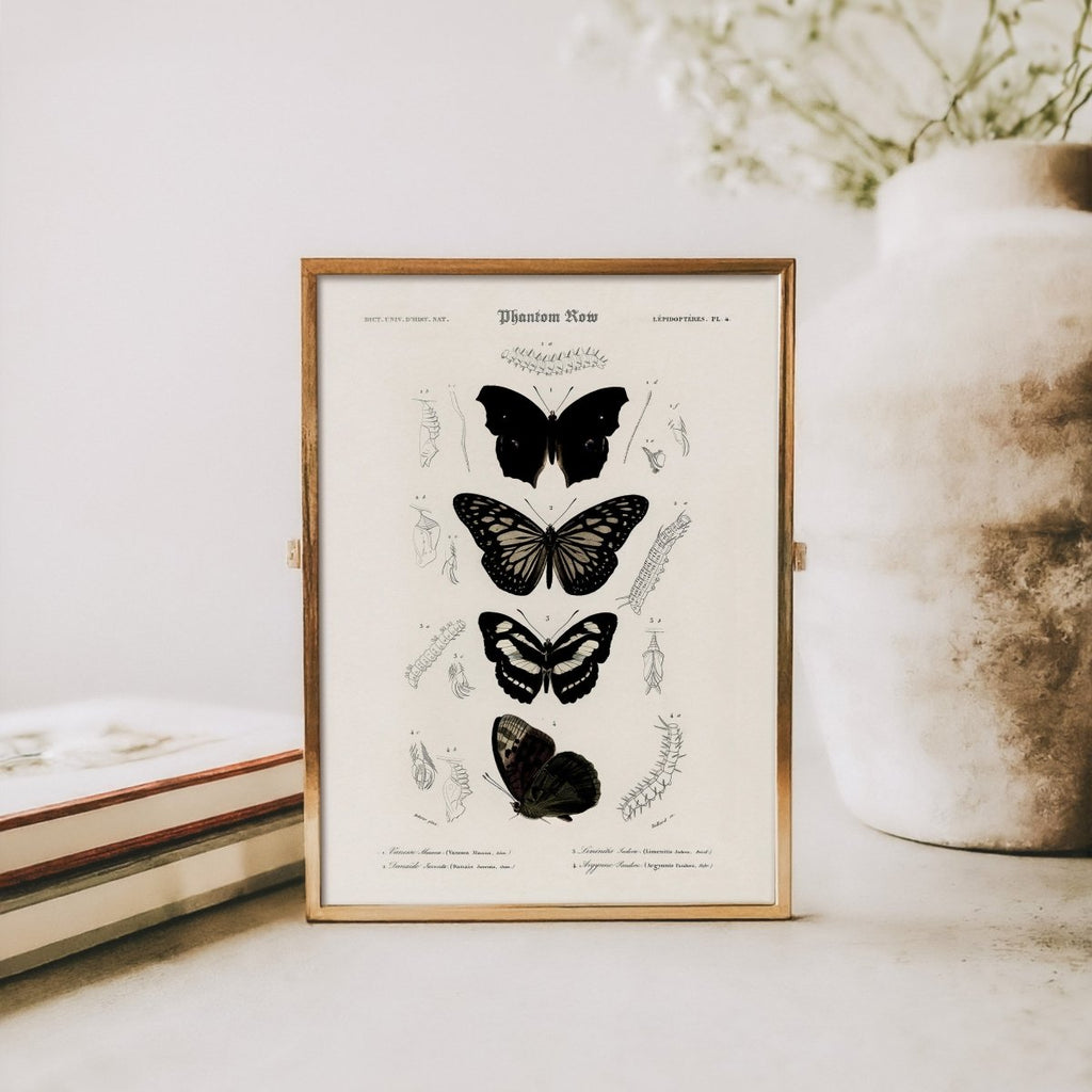 Gothic Butterflies — Vintage Scientific Print