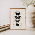 Gothic Butterflies — Vintage Scientific Print