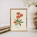 Oleander — Botanical Print