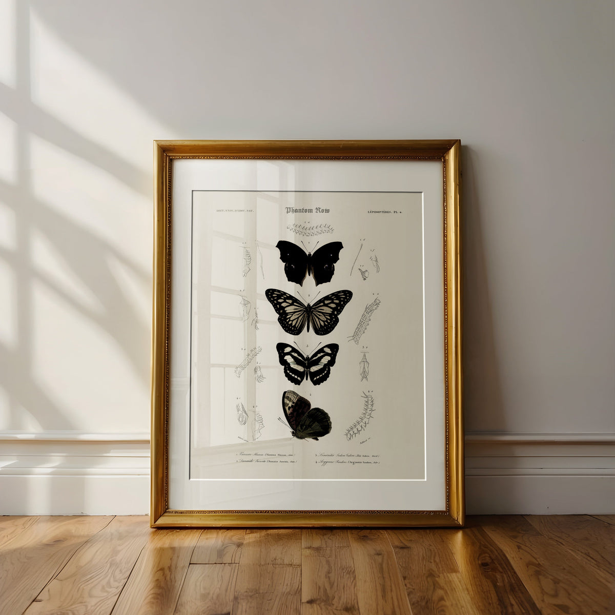 Gothic Butterflies — Vintage Scientific Print