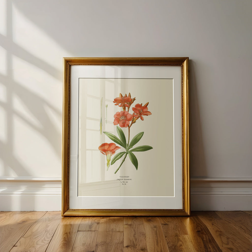 Oleander — Botanical Print