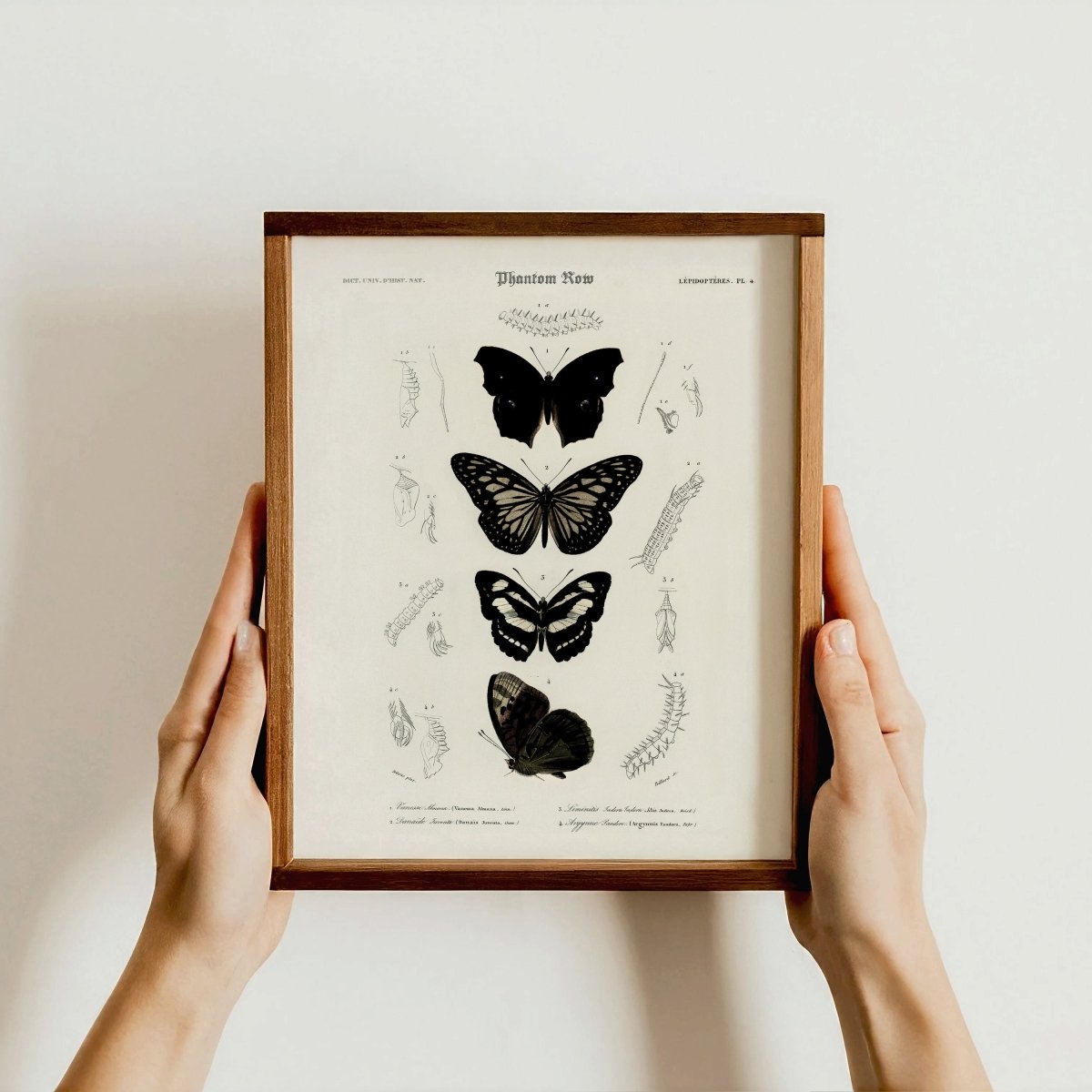 Gothic Butterflies — Vintage Scientific Print