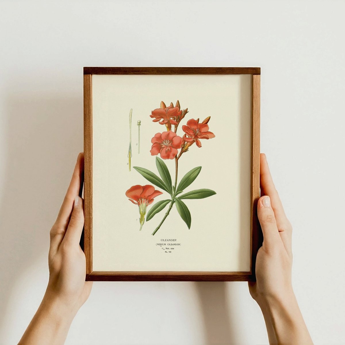 Oleander — Botanical Print