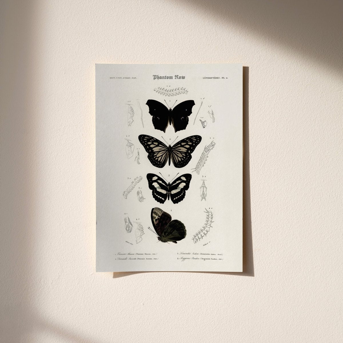 Gothic Butterflies — Vintage Scientific Print
