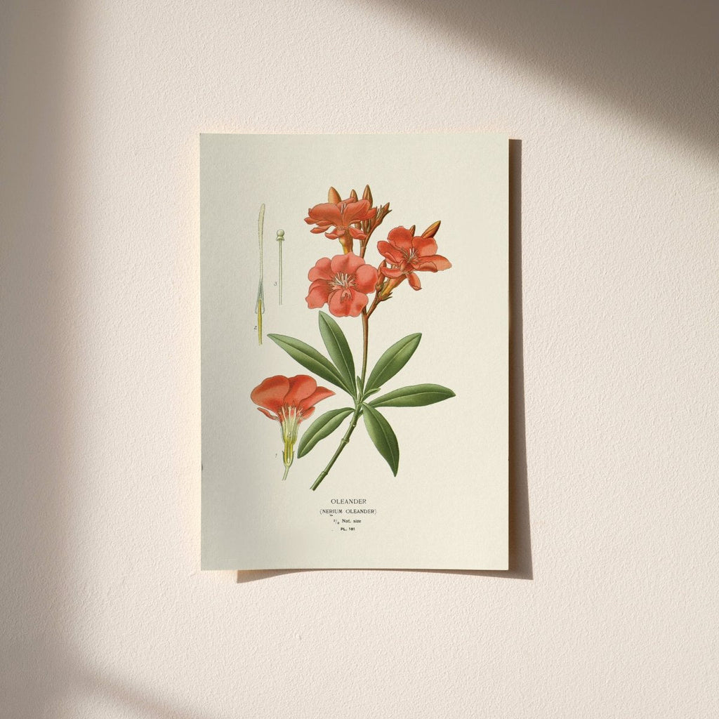 Oleander — Botanical Print